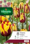 Bulbes à fleurs à planter à l'automne - Tulipe Triomphe Helmar - face recto